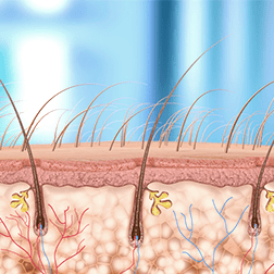 Skin, hair and hair roots in anatomical cross-section.
